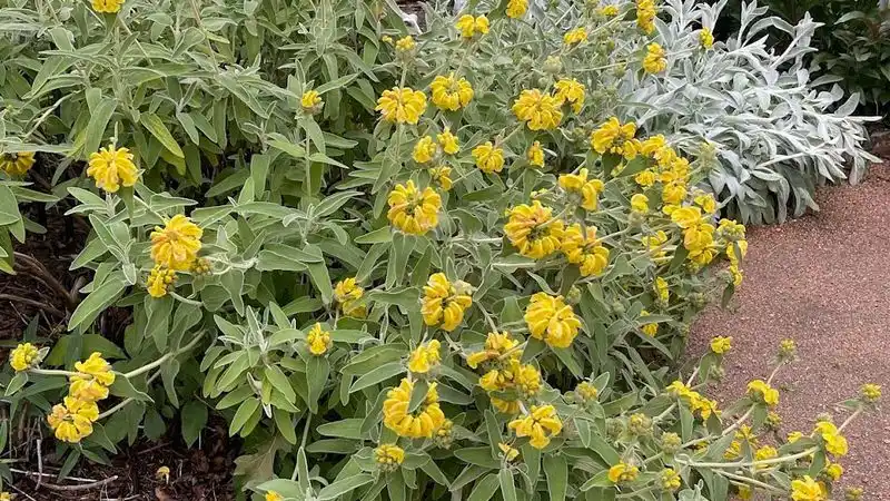 Jerusalem Sage