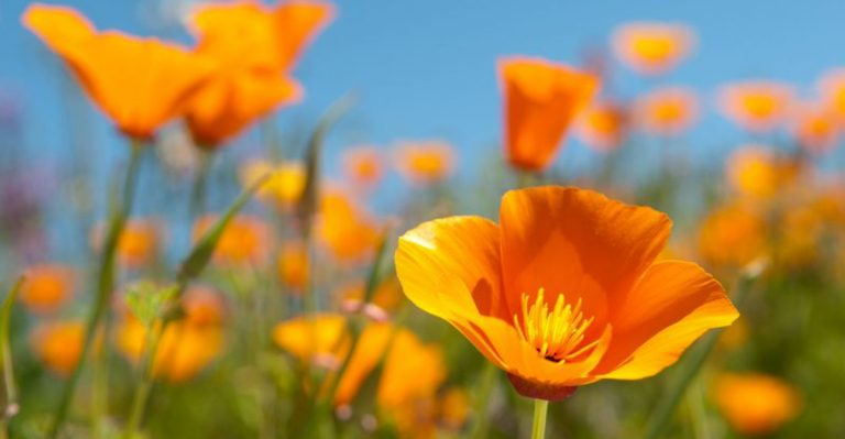 Beyond Lavender: 10 Unexpectedly Drought-Tolerant & Stunning Plants for Hot Gardens