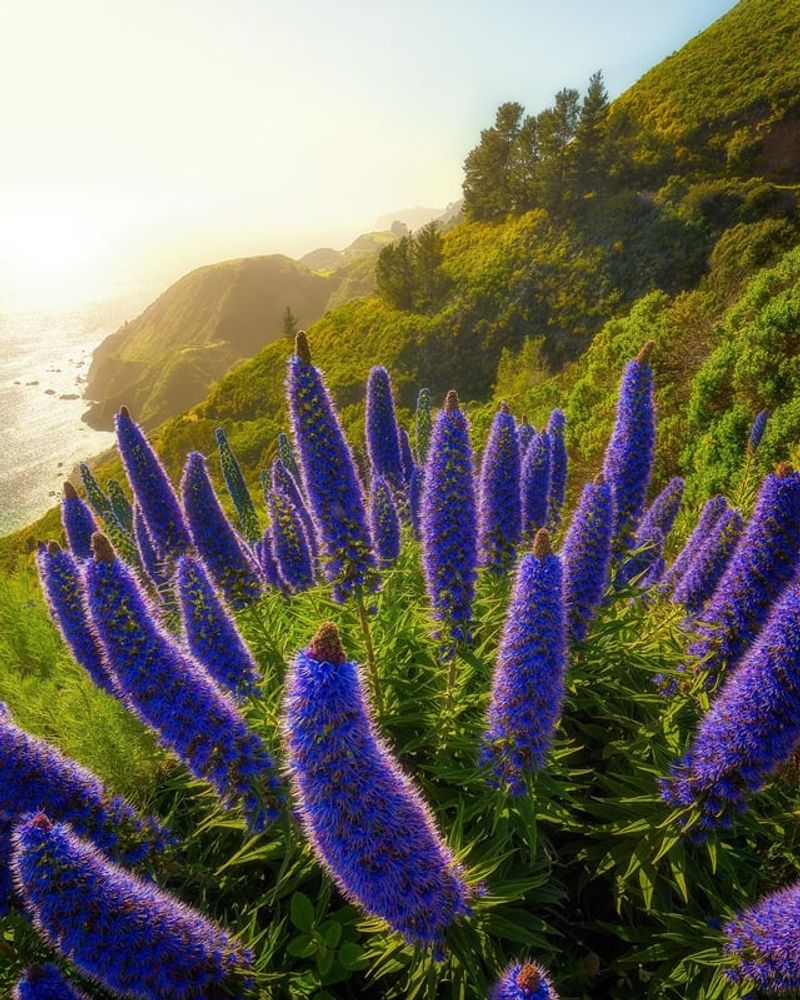Big Sur, California, USA