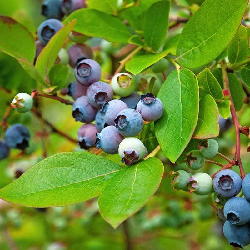 Bilberries