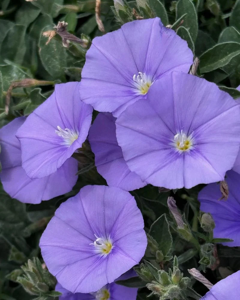 Bindweed