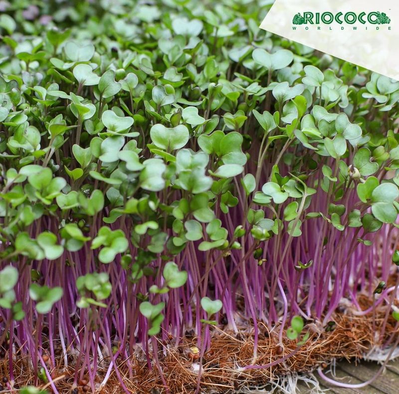 Biodegradable Grow Mats