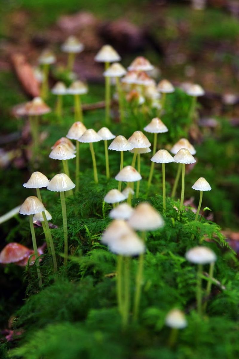 Biodiversity Boosters