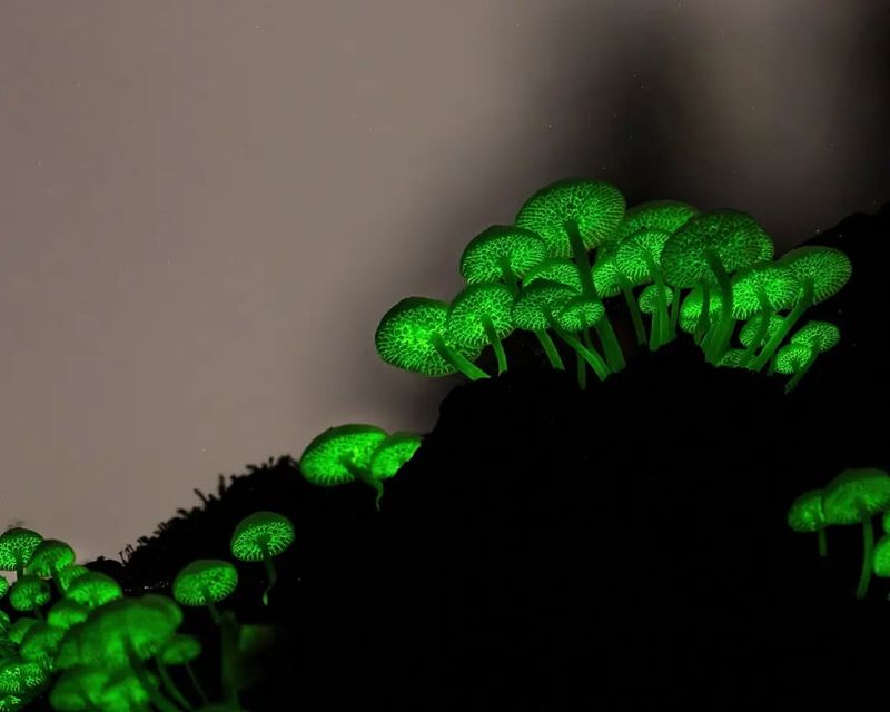 Bioluminescent Mushrooms