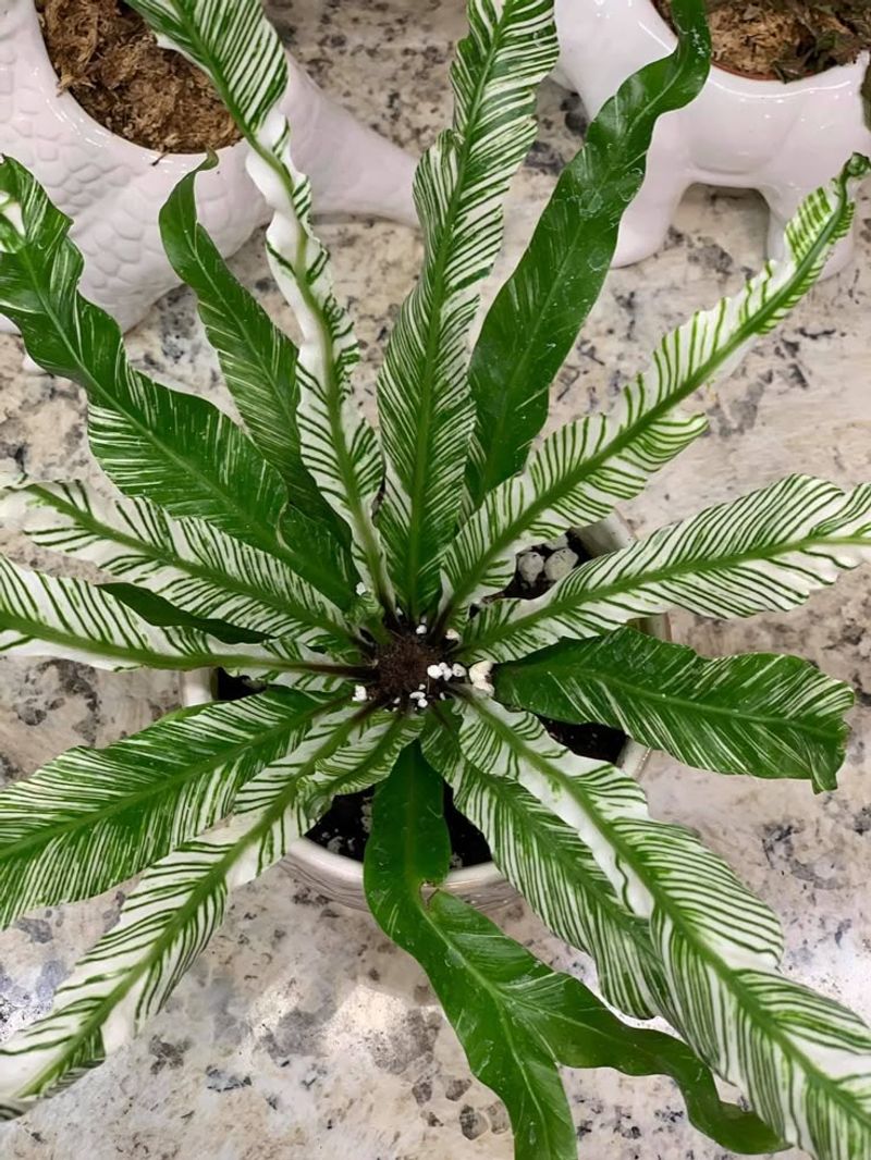 Bird's Nest Fern