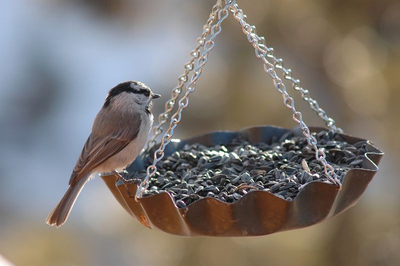 Bird Feeder Addition
