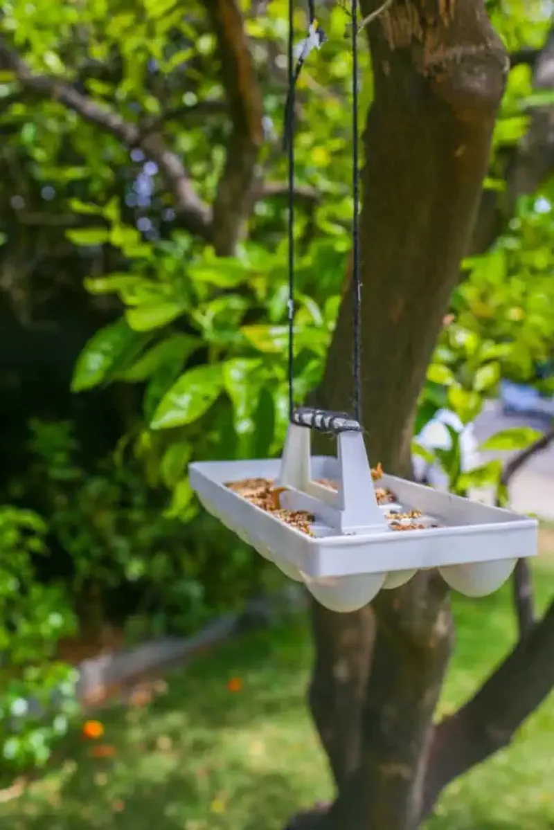 Bird Feeder Innovations