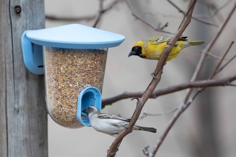 Bird Feeders