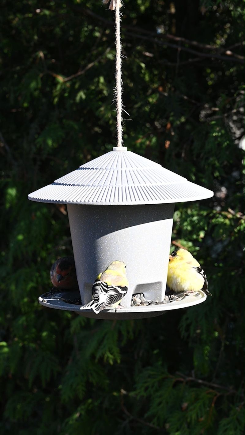 Bird Feeders with Suction Cups