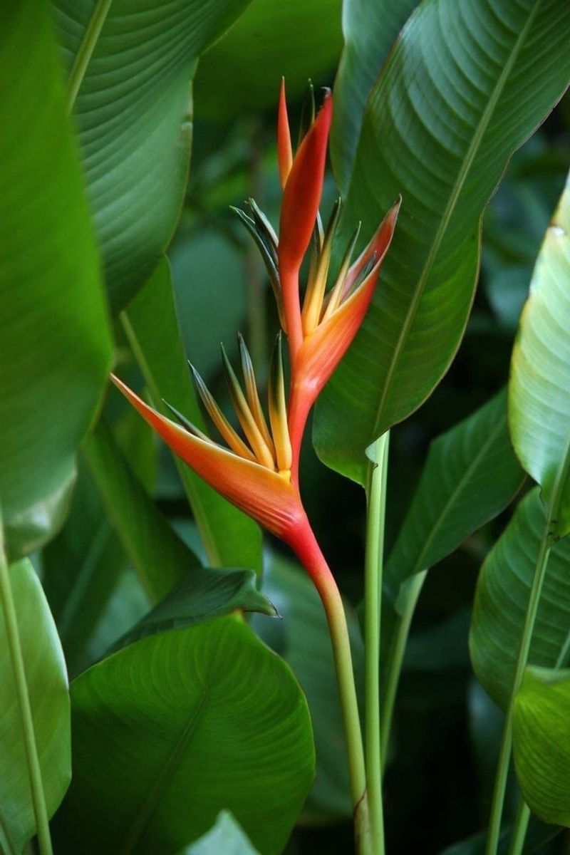 Bird of Paradise