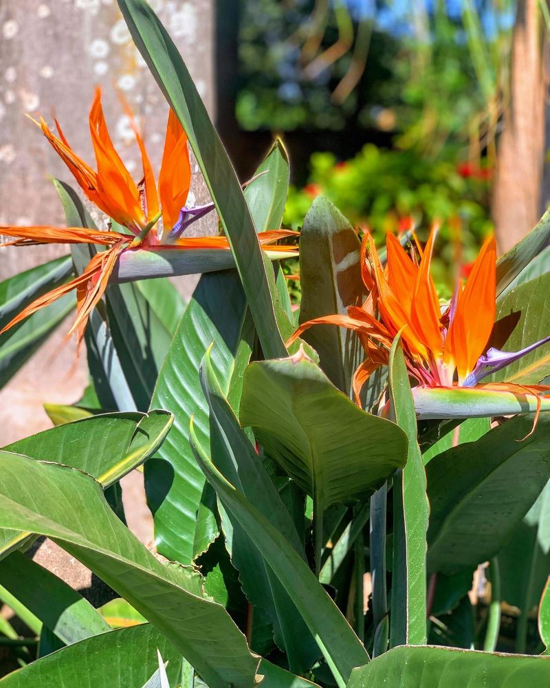 Bird of Paradise