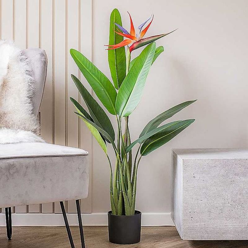Bird of Paradise