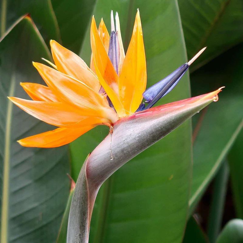 Bird of Paradise