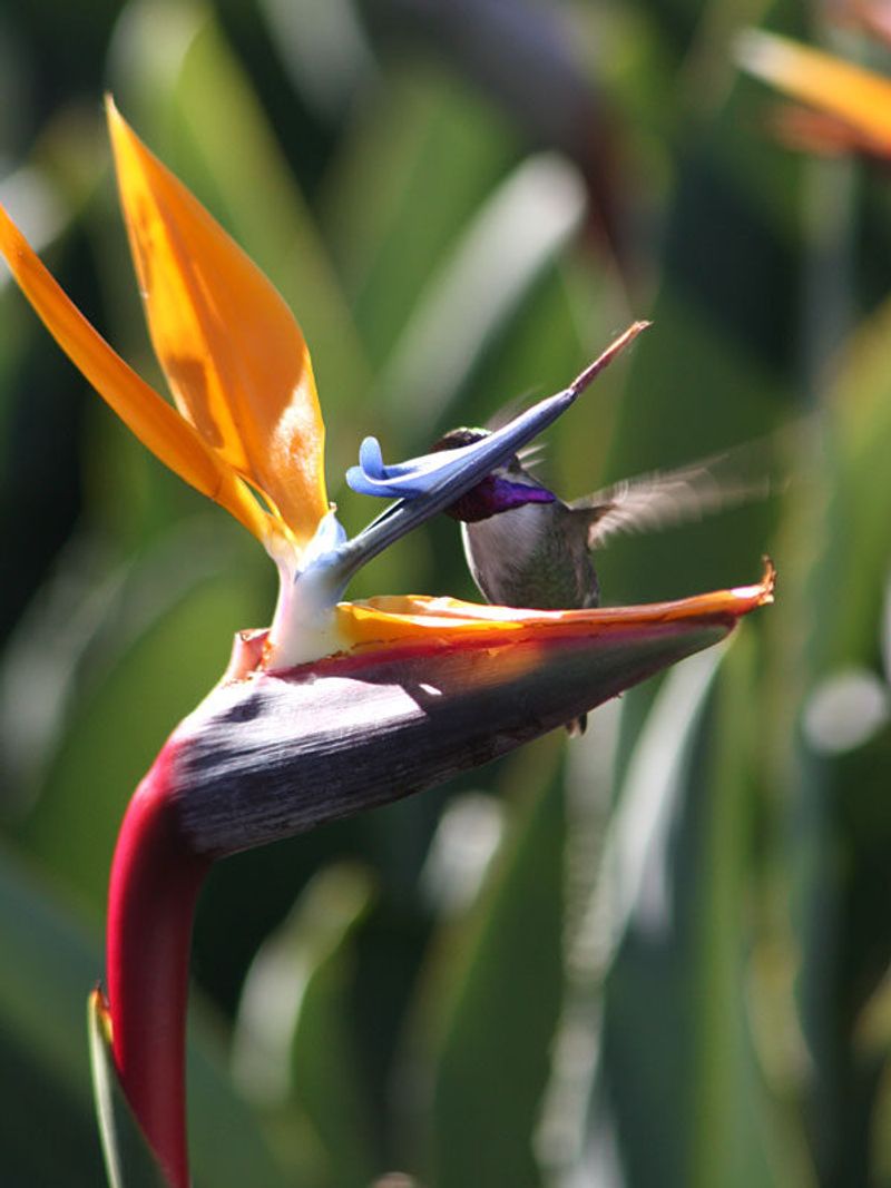 Bird of Paradise