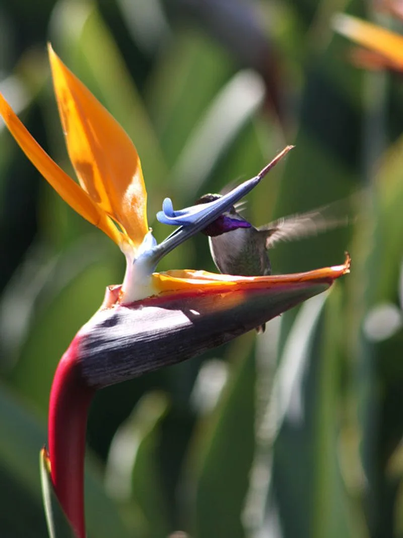 Bird of Paradise