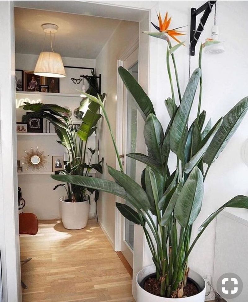 Bird of Paradise