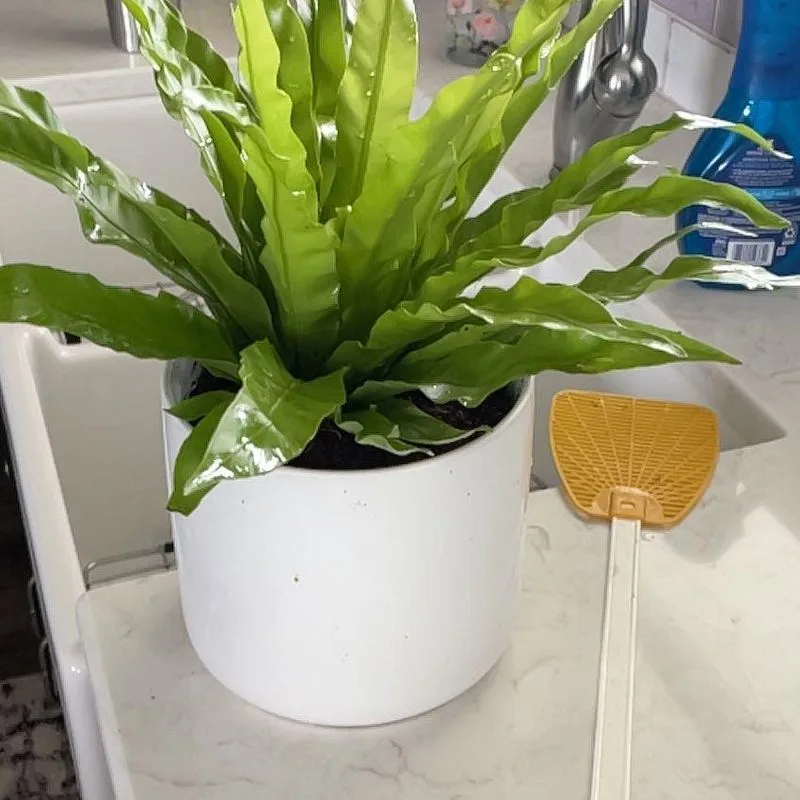 Bird's Nest Fern
