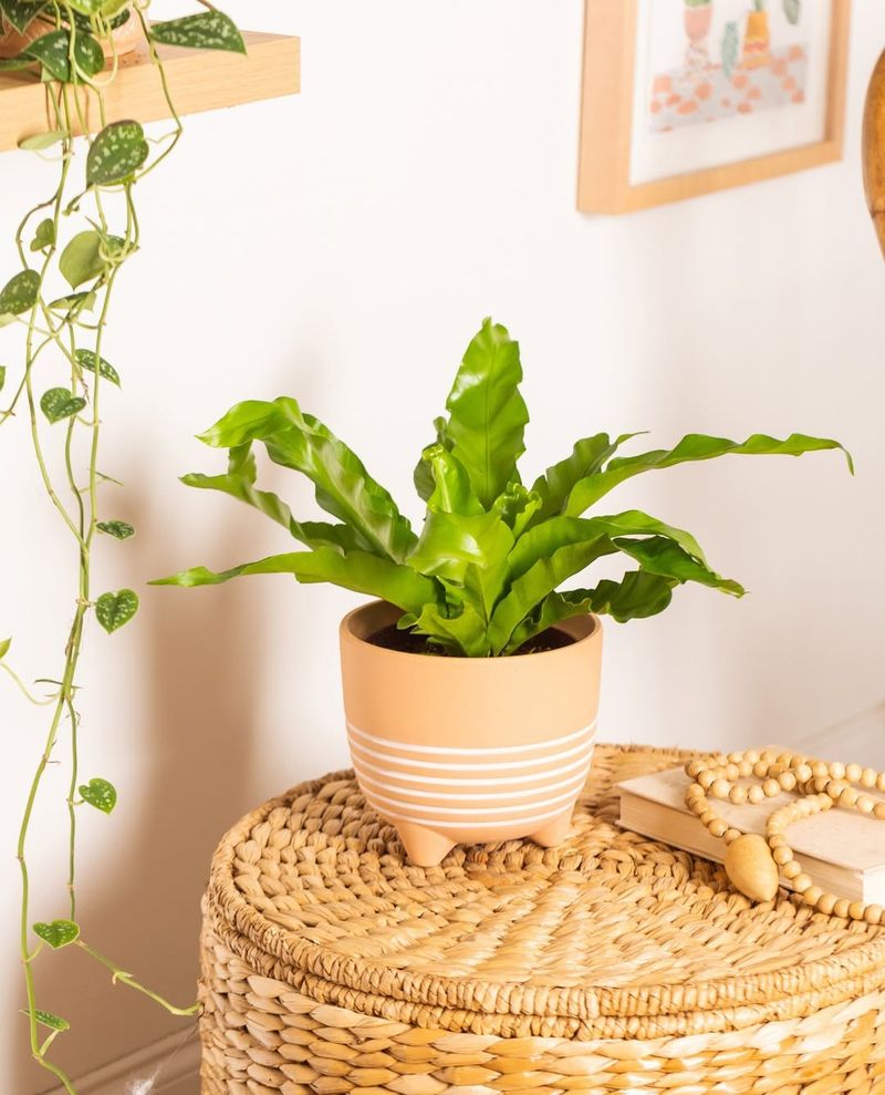 Bird’s Nest Fern