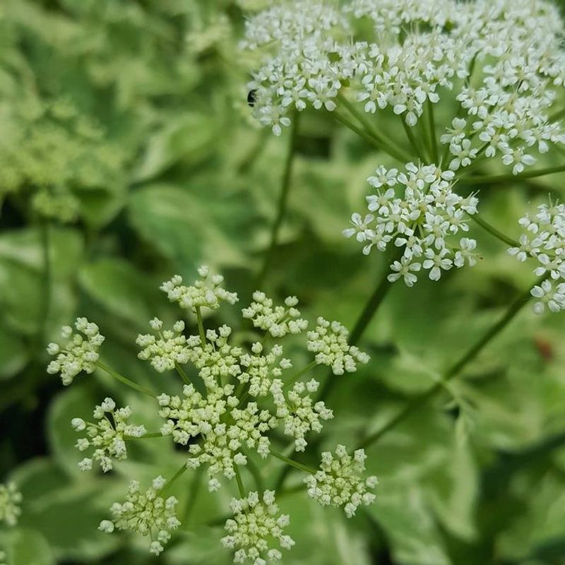 Bishop's Weed