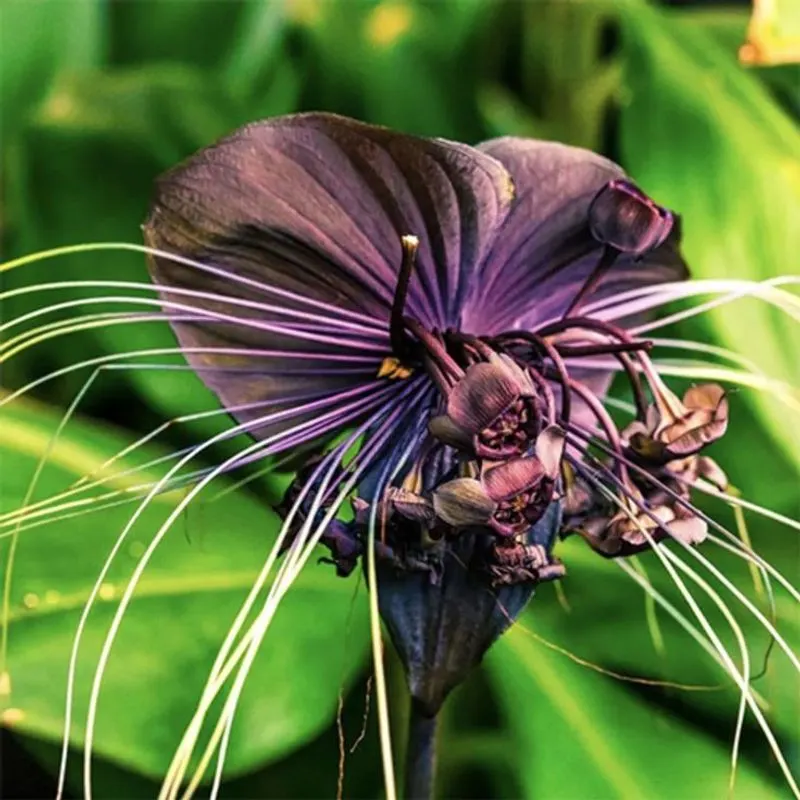 Black Bat Flower