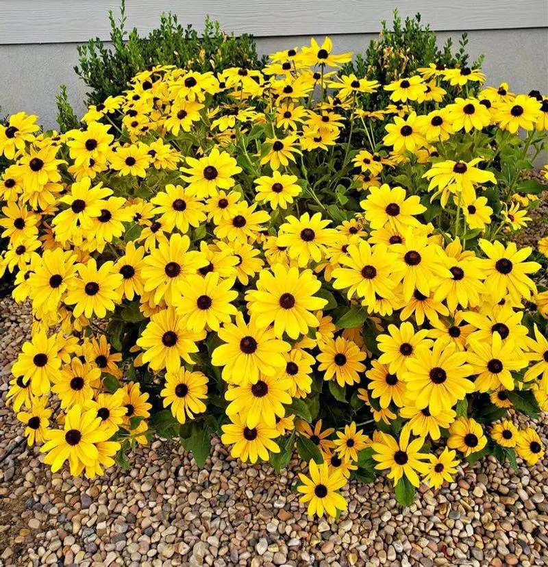 Black-Eyed Susan