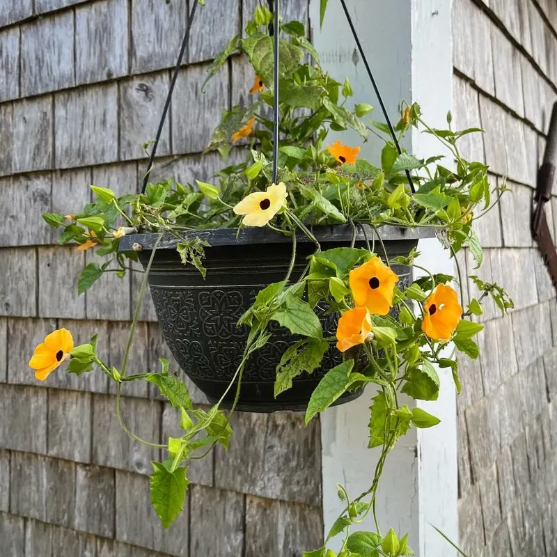 Black-Eyed Susan