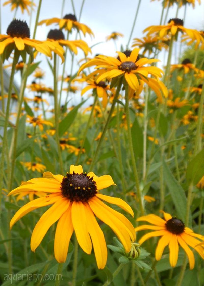 Black-Eyed Susan