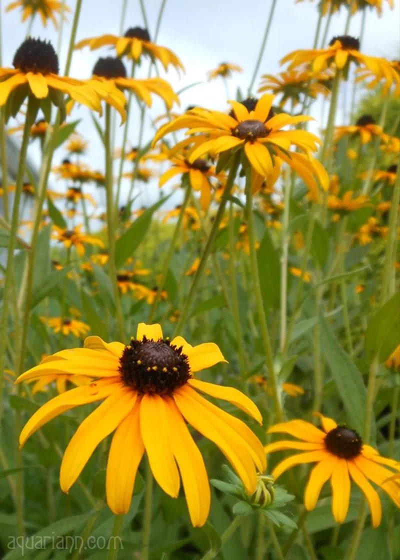 Black-Eyed Susan