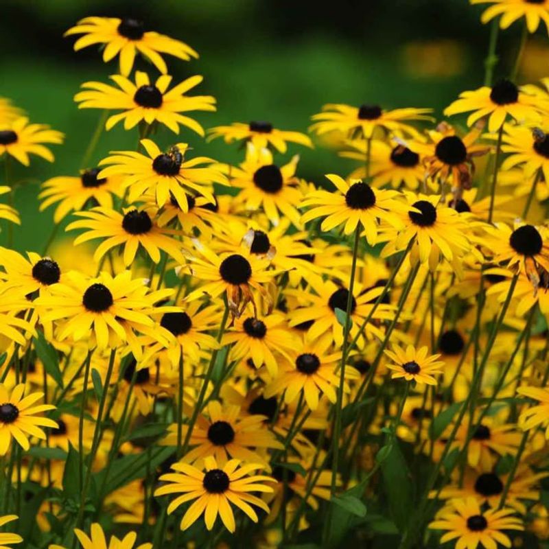 Black-Eyed Susan