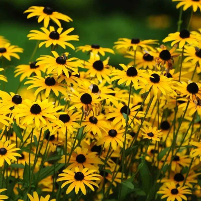 Black-Eyed Susan