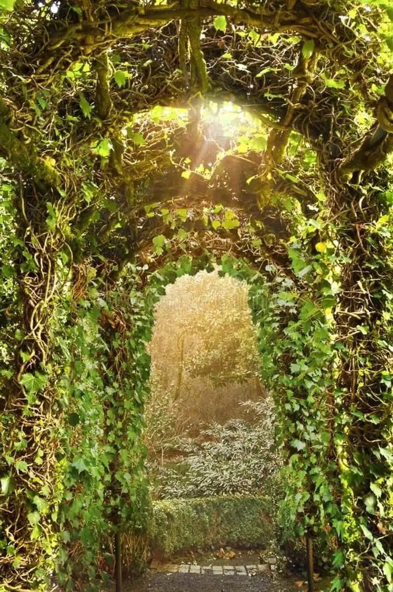 Ivy