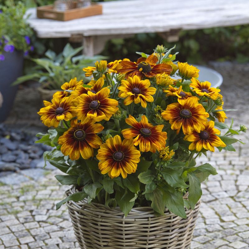 Black-Eyed Susan