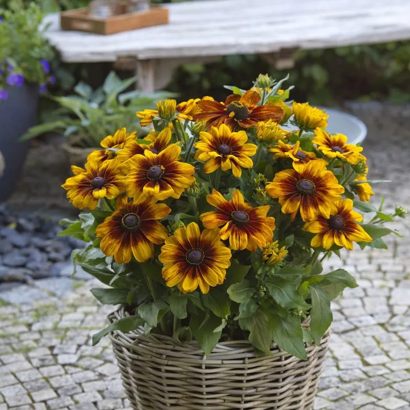 Black-Eyed Susan