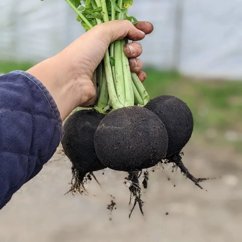 Black Radish