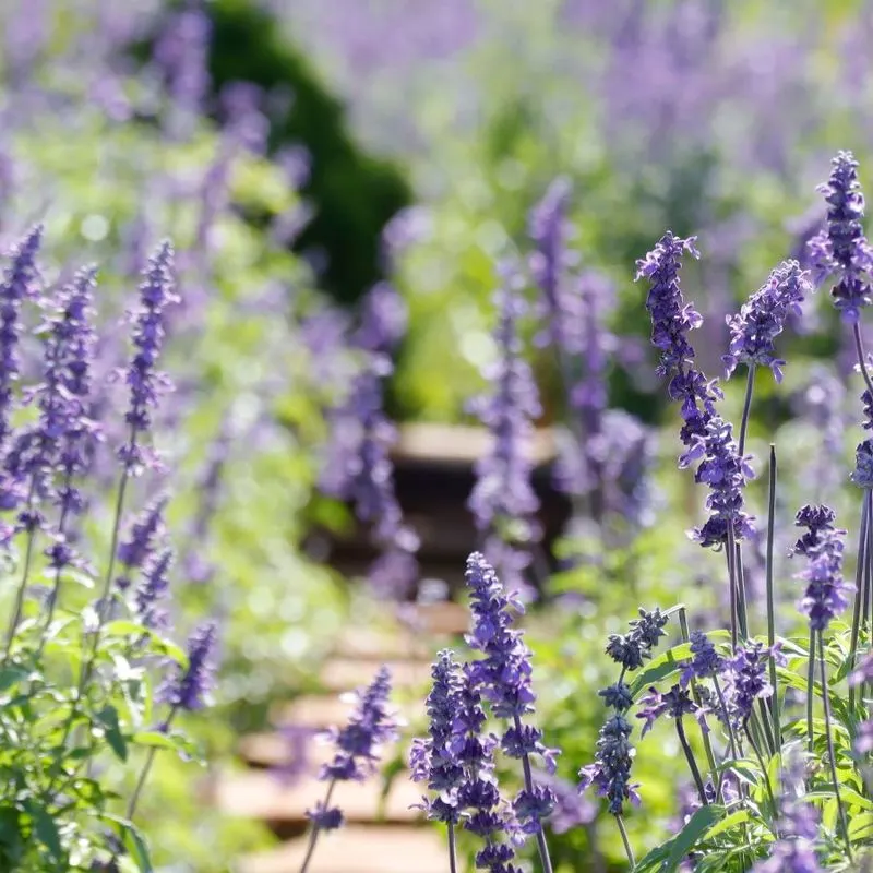 Salvia