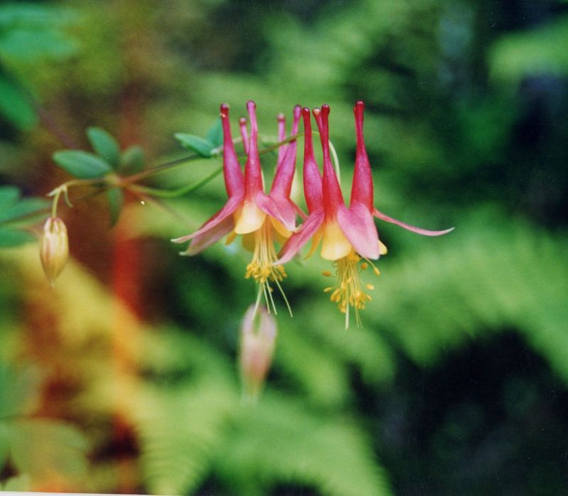 Wild Columbine
