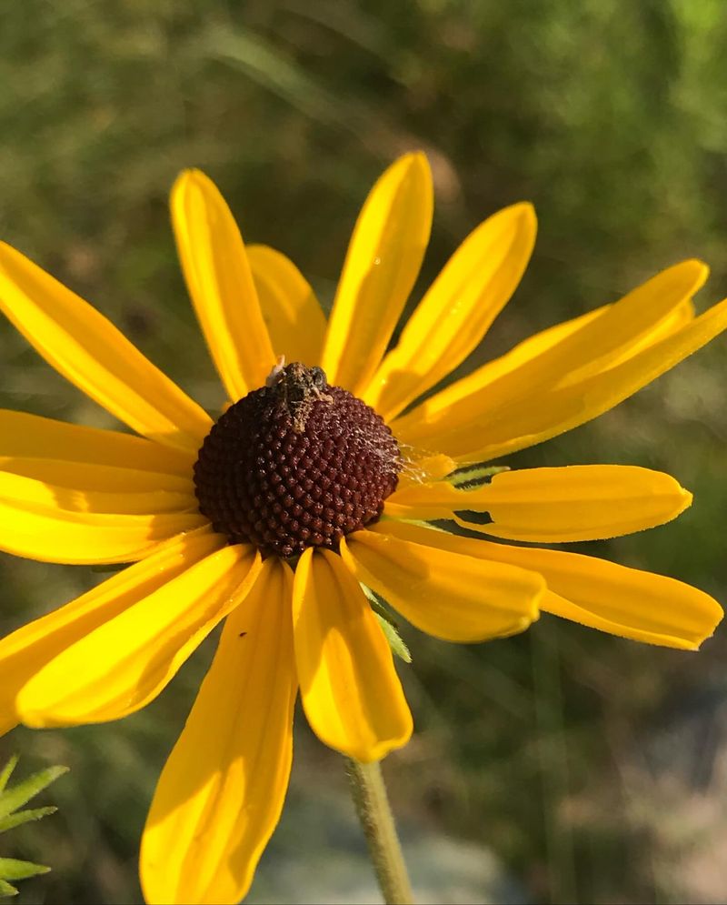 Black-eyed Susan