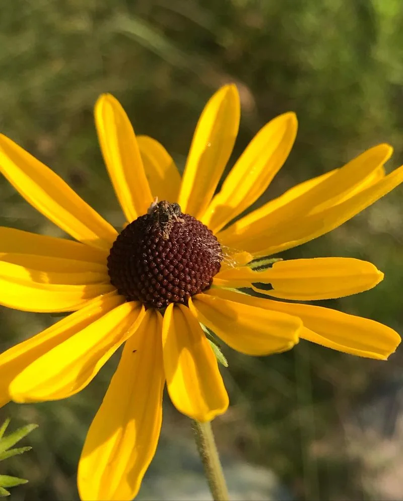 Black-eyed Susan