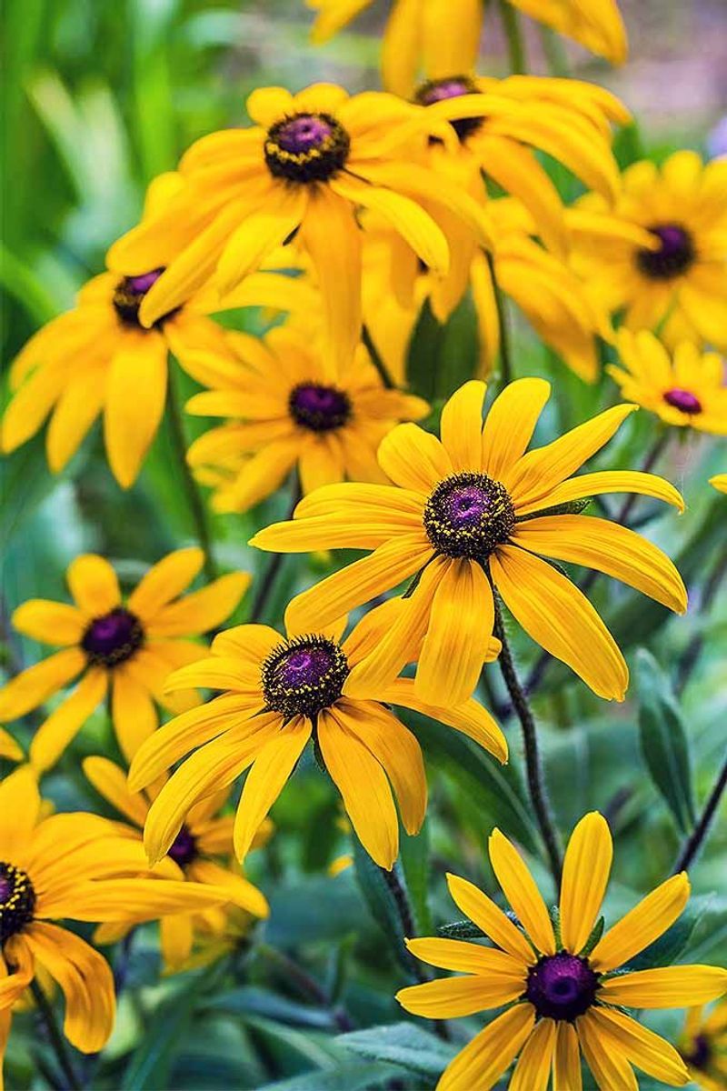 Black-eyed Susan (Rudbeckia)