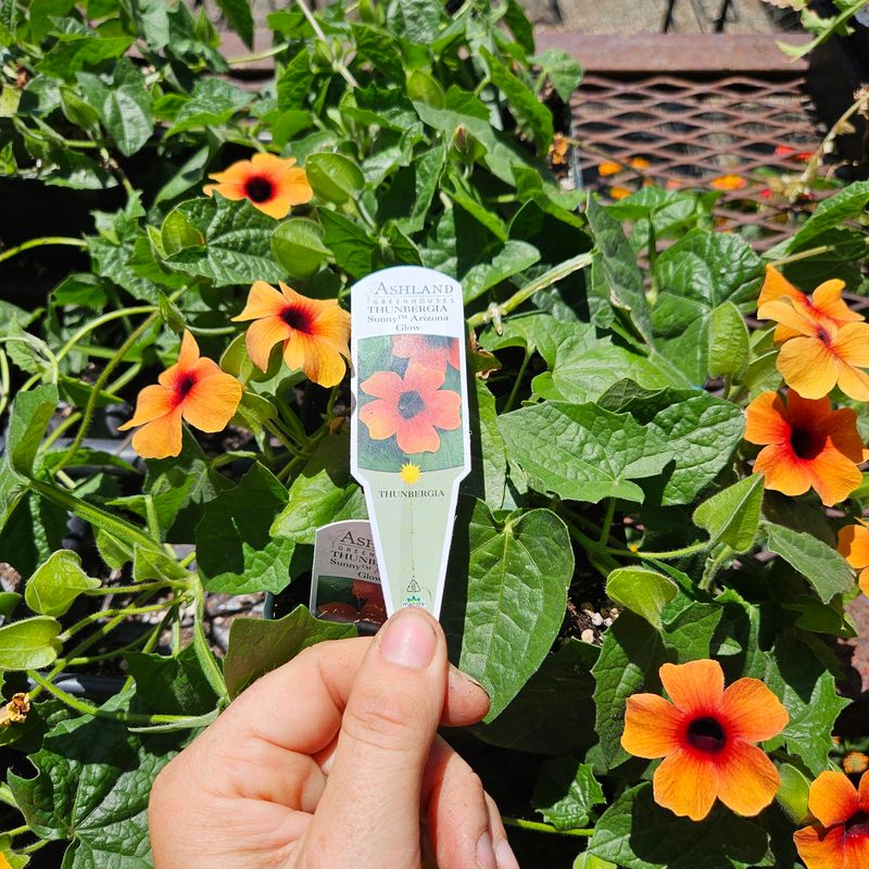 Black-eyed Susan Vine