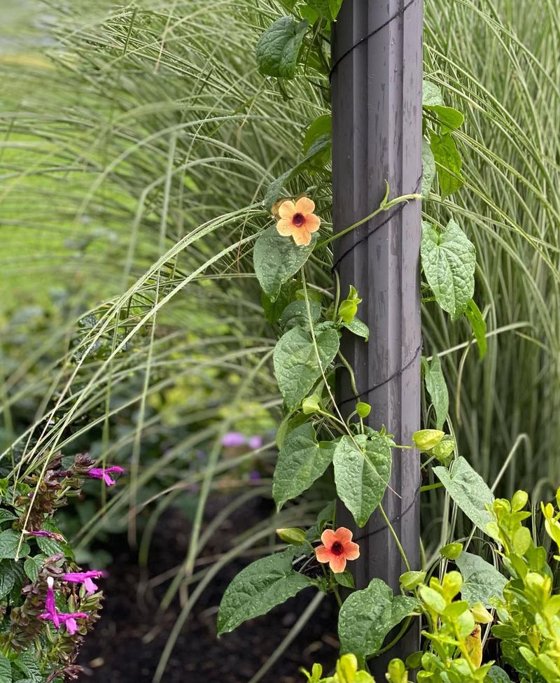 Black-eyed Susan Vine
