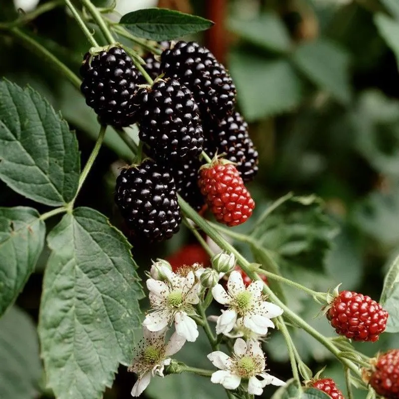 Blackberries