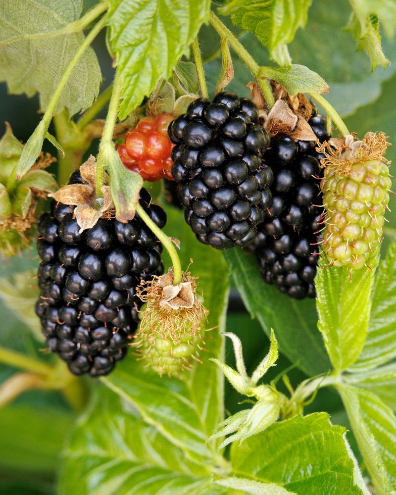 Blackberries