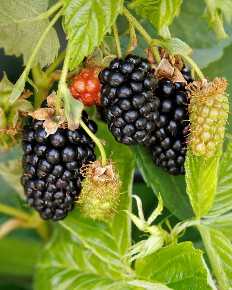 Blackberries