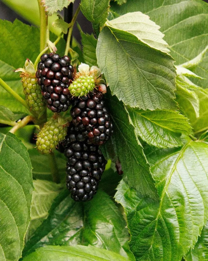 Blackberries