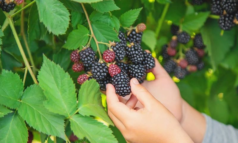 Blackberries