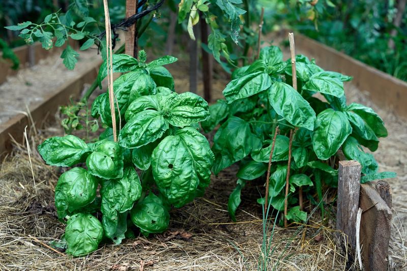 Spinach