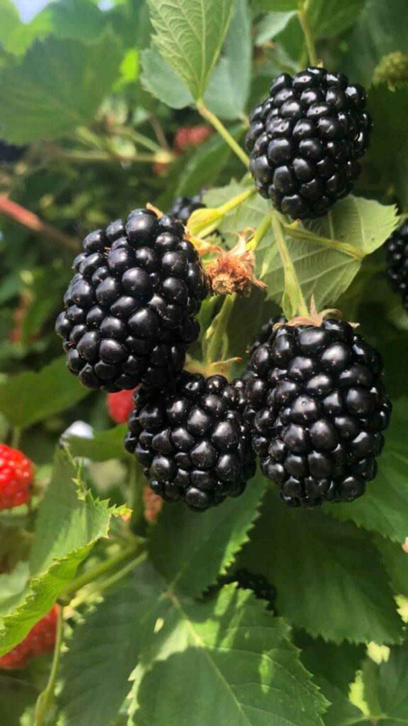 Blackberry