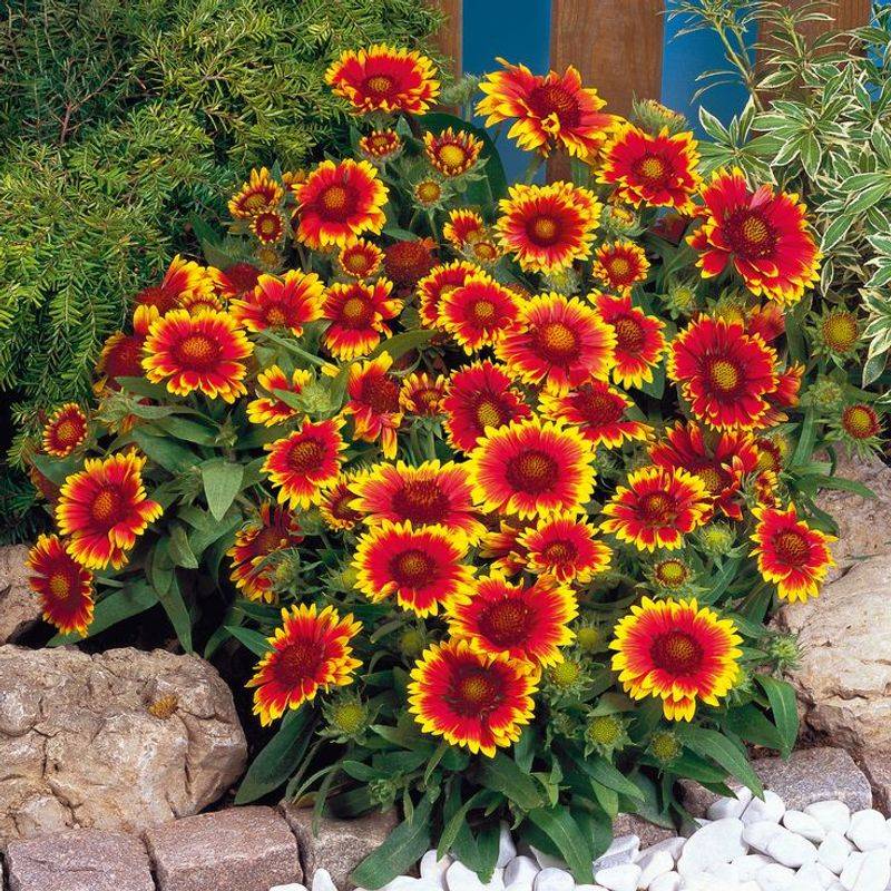 Blanket Flower