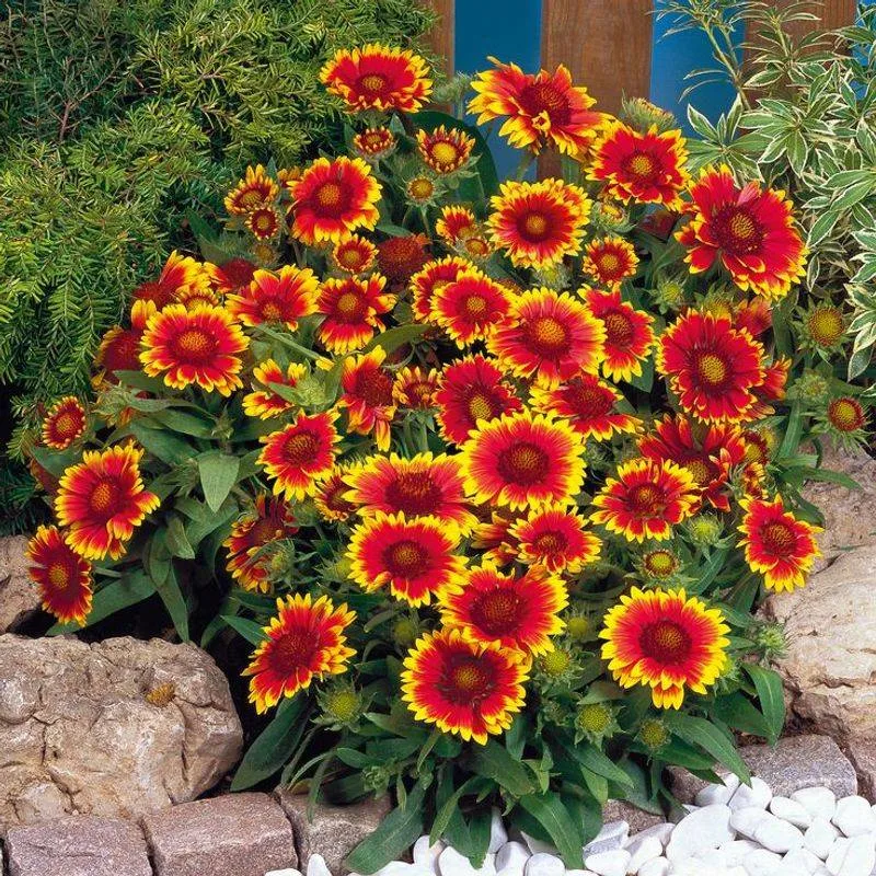 Blanket Flower